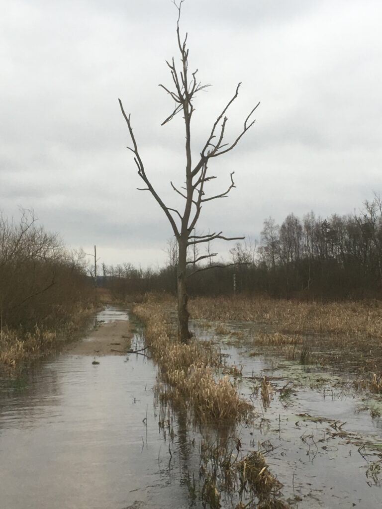 Trækstien ved Svostrup Feb. 2020
