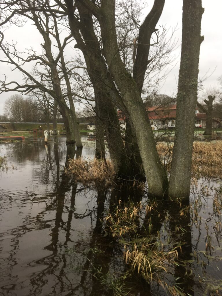 Krohavens gamle træer